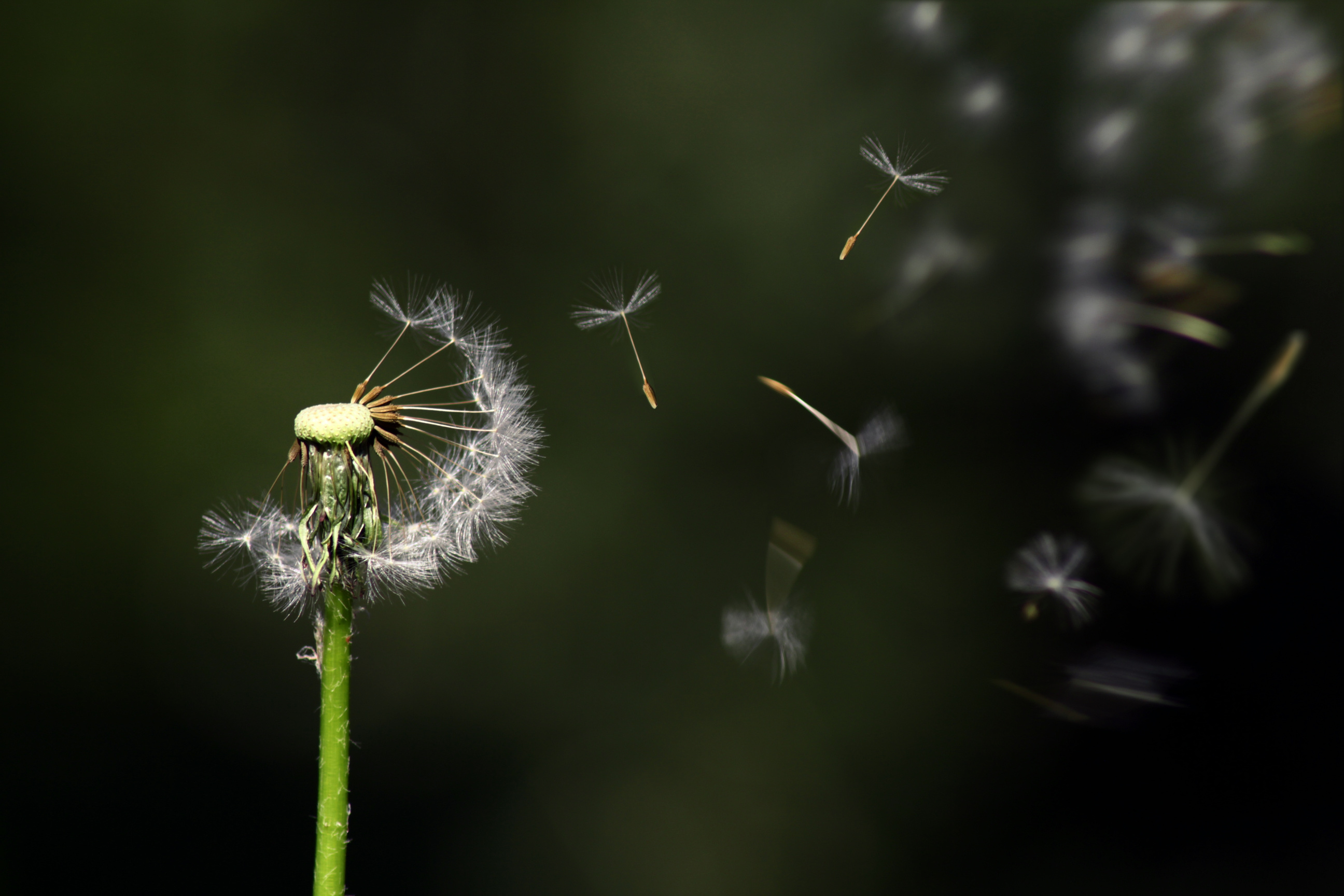 Dandelion Seeds Blowing in the Wind